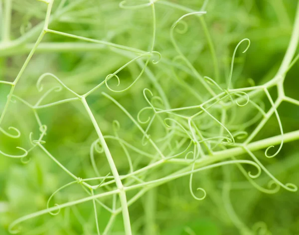 蔓が付いているエンドウ豆植物 — ストック写真