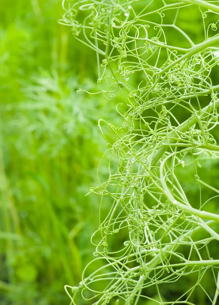 エンドウ豆のつるのインター レースから植物の背景 — ストック写真