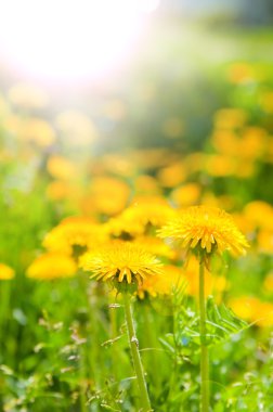 dandelions sabah güneş ışınları içinde görüntü