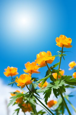 The image of an orange flower against the blue sky clipart