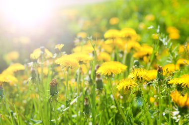 Dandelions sabah güneş ışınları içinde