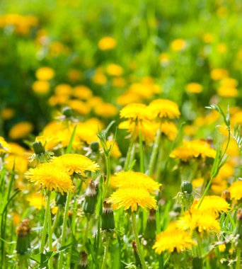 dandelions sabah güneş ışınları içinde görüntü