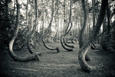 Mysterious curved forest near Gryfino Poland clipart