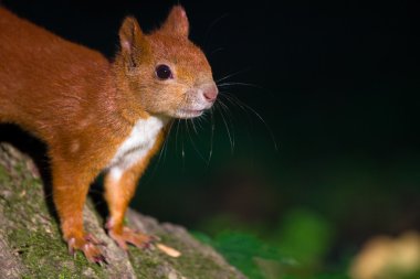 Red squirrel on the tree clipart