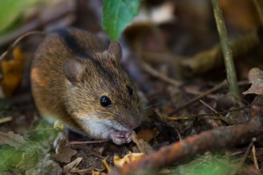 Striped field mouse among sticks clipart