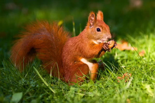 Κόκκινος σκίουρος στο γρασίδι — Φωτογραφία Αρχείου