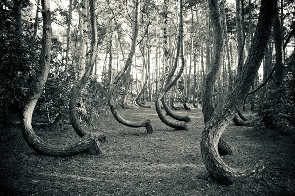 Misteriosa floresta curva perto de Gryfino Polónia — Fotografia de Stock