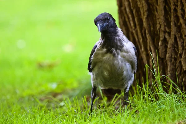 Crow on the grass — Stock Photo, Image