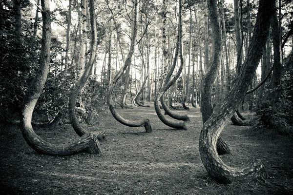 Misterioso bosque curvo cerca de Gryfino Polonia Imágenes de stock libres de derechos