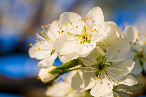 stock image Cherry blossom