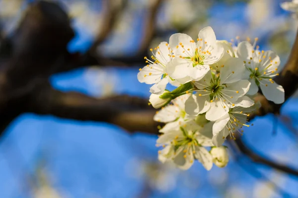 stock image Cherry blossom