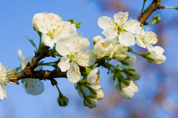 stock image Cherry blossom