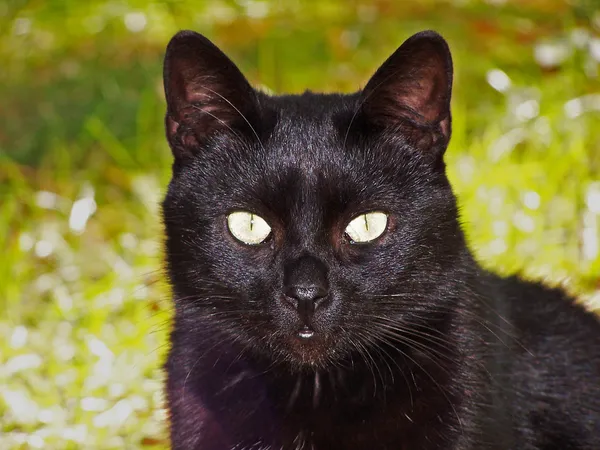 Gatto nero che fissa l'osservatore — Foto Stock