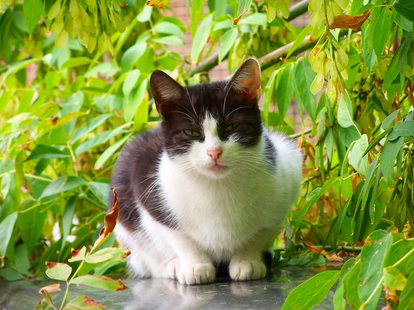 감시자 보고 하얀 길 잃은 고양이 — 스톡 사진