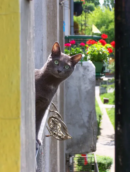 Смішний кіт у вікні — стокове фото