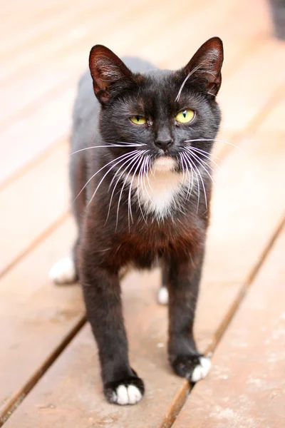 Grappige zwart-witte kat — Stockfoto