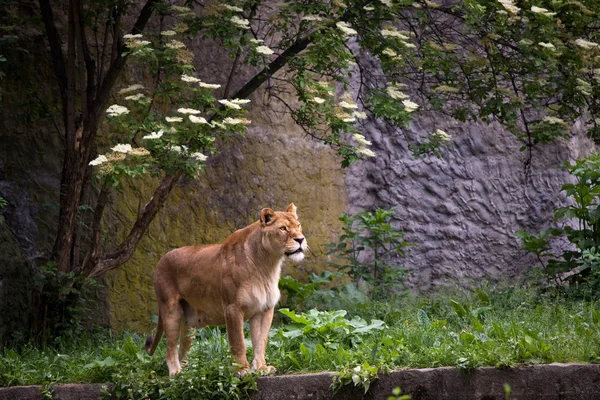 Lioness di rumput — Stok Foto