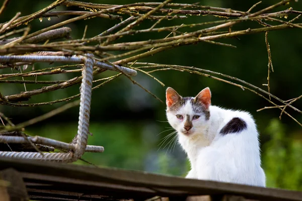 Bílá Toulavá kočka při pohledu na sledování — Stock fotografie