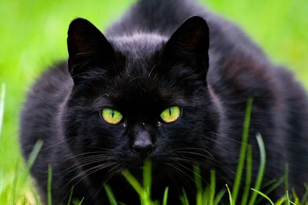 Gato preto olhando para o observador — Fotografia de Stock