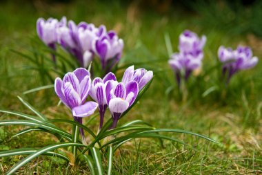 Crocuses in the grass clipart