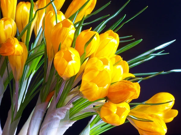 黄番红花 — 图库照片