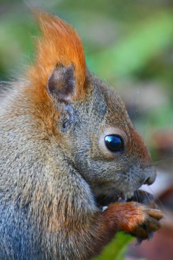 Red Eurasian squirrel clipart