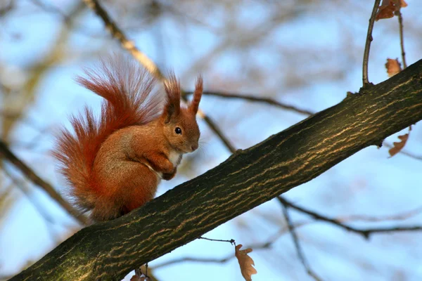 Rode Euraziatische eekhoorn — Stockfoto
