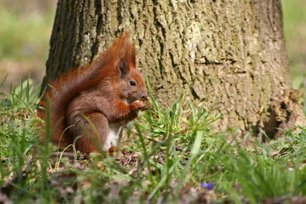 Rode eekhoorn op het gras — Stockfoto