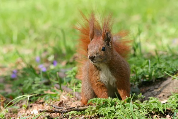 Rotes Eichhörnchen auf dem Gras — Stockfoto