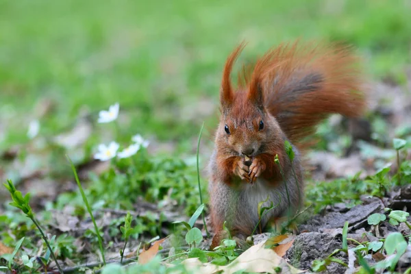 Czerwona wiewiórka na trawie — Zdjęcie stockowe