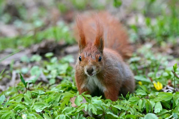 Czerwona wiewiórka na trawie — Zdjęcie stockowe