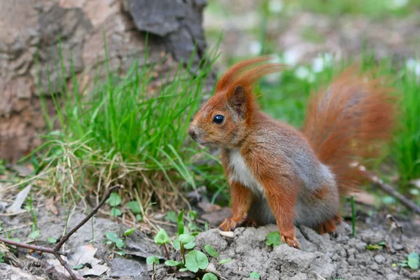 草地上的红松鼠 — 图库照片