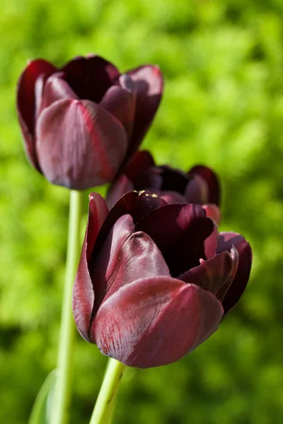 Czarne tulipany — Zdjęcie stockowe