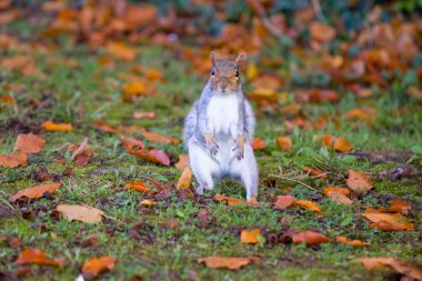 Grey squirrel on the grass clipart