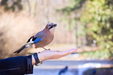 Eurasian jay on hand clipart