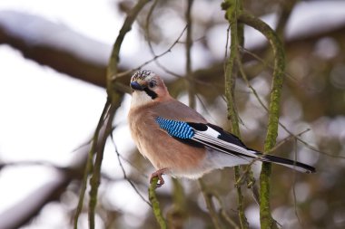 Eurasian Jay clipart