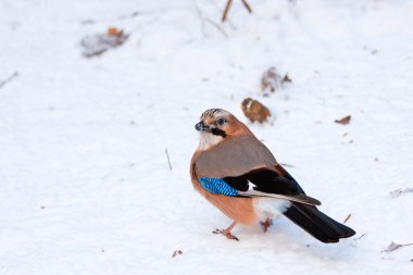 Eurasian Jay clipart