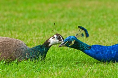 A pair of peacocks clipart