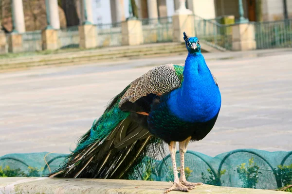 Standing peacock — Stock Photo, Image