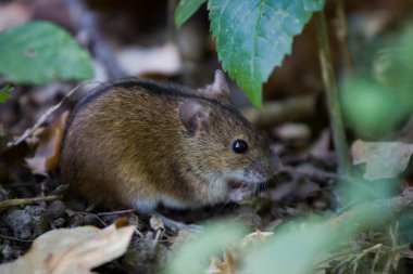 Striped field mouse among sticks clipart