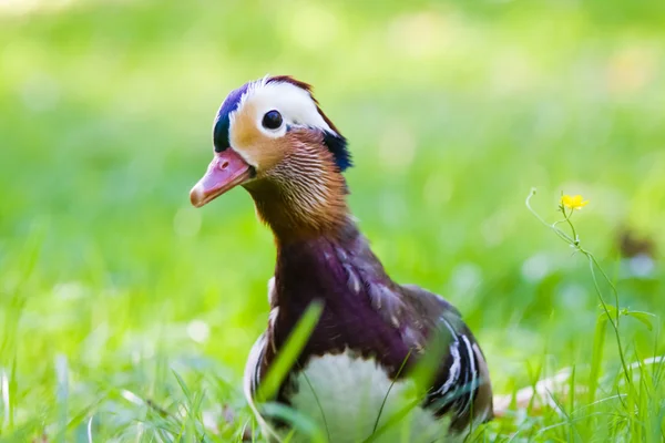 stock image Mandarin duck in the grass looking curiously at the watcher