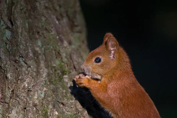 Red Eurasian squirrel — Stock Photo, Image
