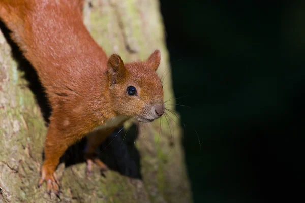 Rotes Eurasisches Eichhörnchen Sitzt Auf Dem Baum — Stockfoto