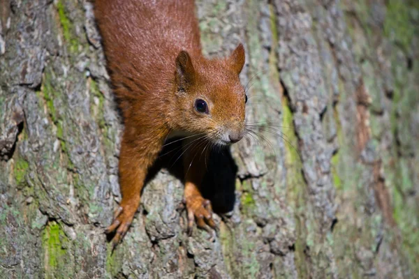 Écureuil eurasien rouge — Photo