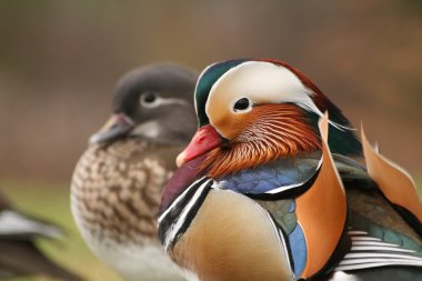 Pair of mandarin ducks clipart