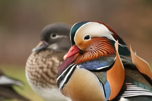 Bir çift Mandarin Ördeği