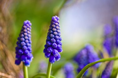 Close up of a two blue grape hyacinths clipart