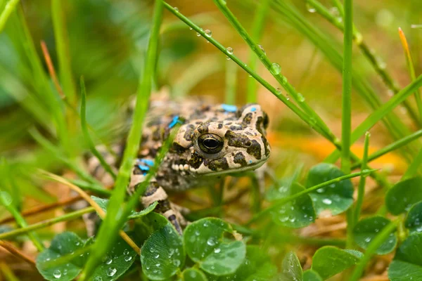 Young Wet Toad Hiding Wet Grass — Stock Photo, Image