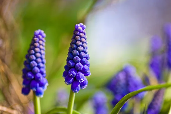 Nahaufnahme Von Zwei Blauen Traubenhyazinthen — Stockfoto