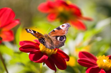 Peacock butterfly on red flower clipart